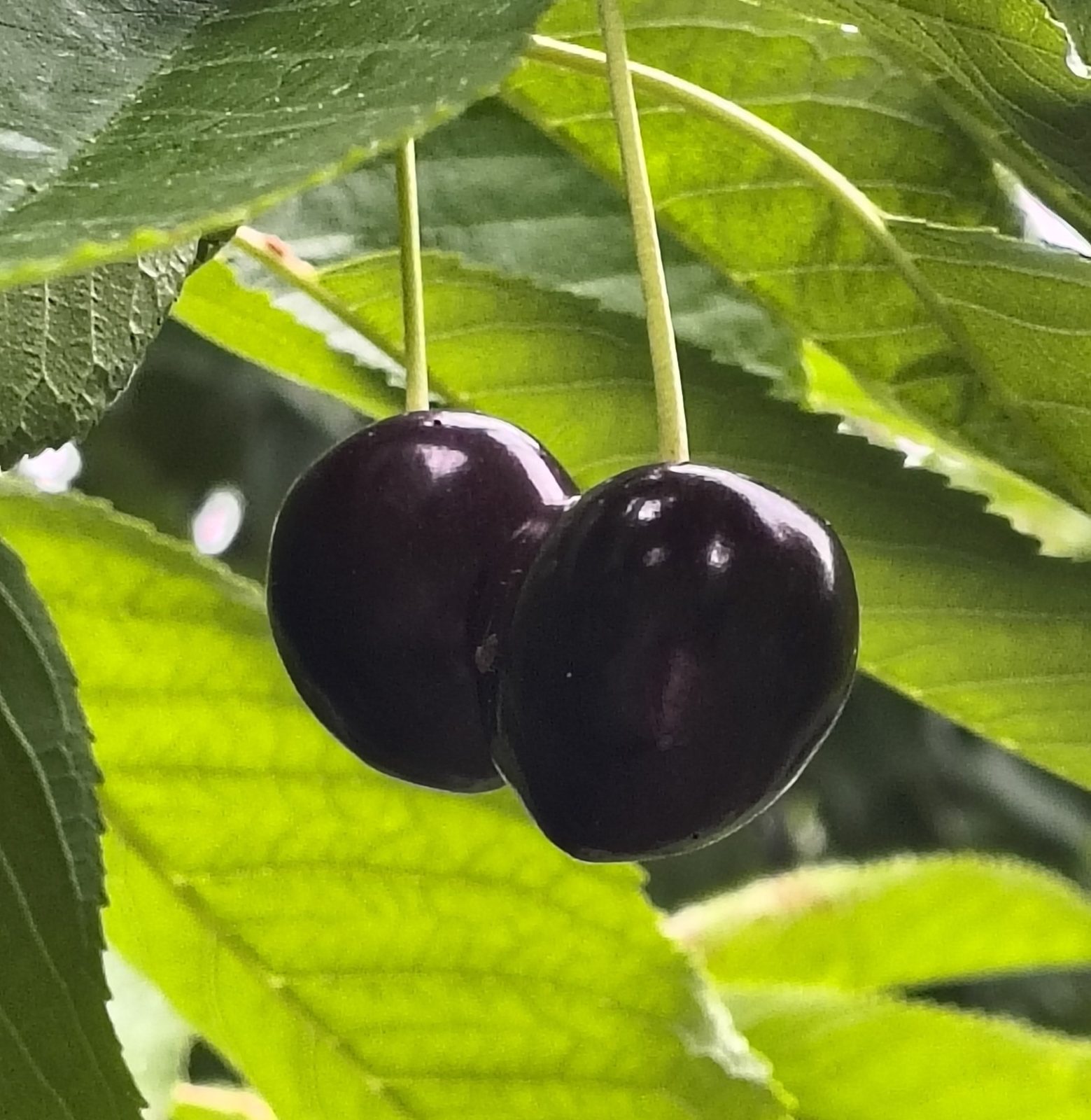 Dark sweet cherries hanging ripe on the tree