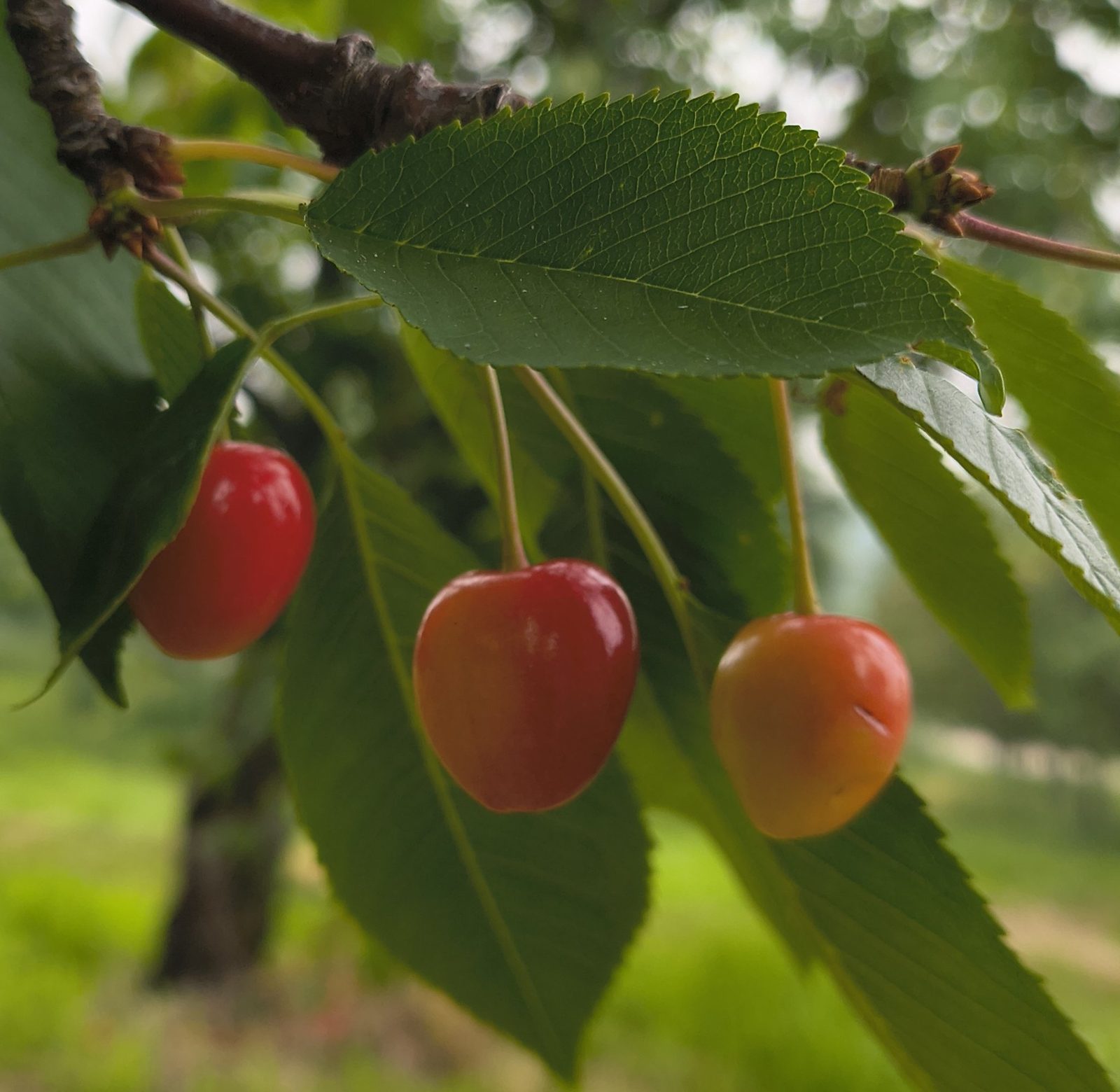 Light sweet cherries blushing on the branch