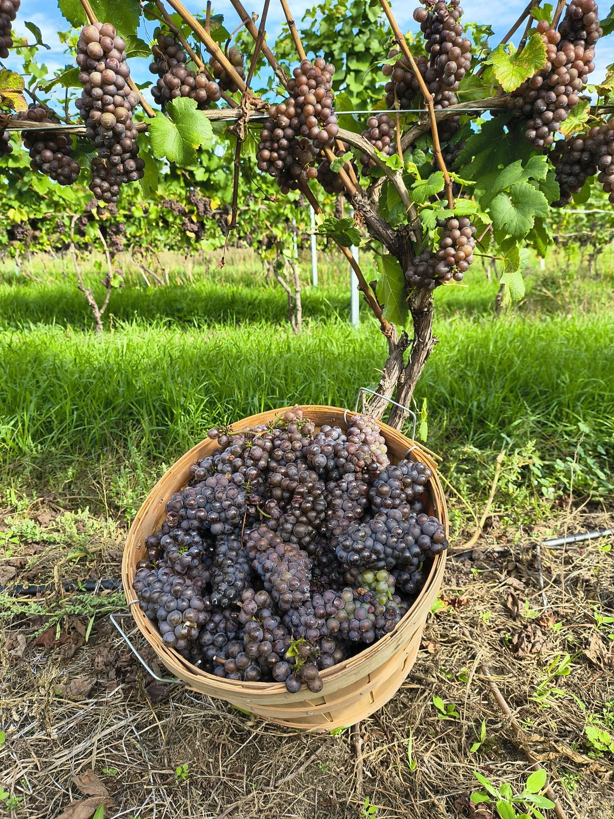A harvest basket full of freshly picked grapes beneath the vines