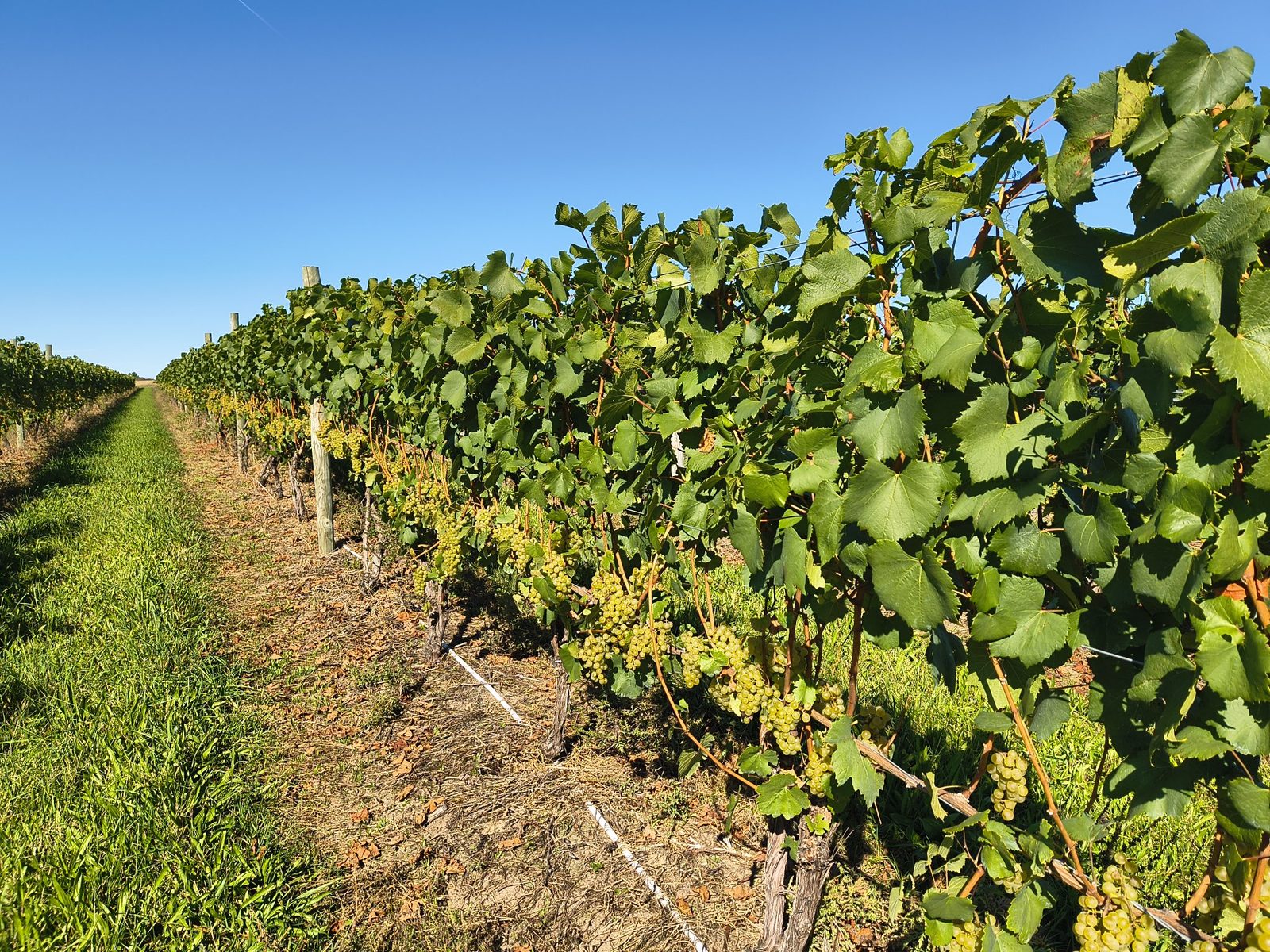 Sunlit vineyard rows heavy with grapes